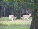 FZ019636 Two Fallow deer (Dama dama).jpg